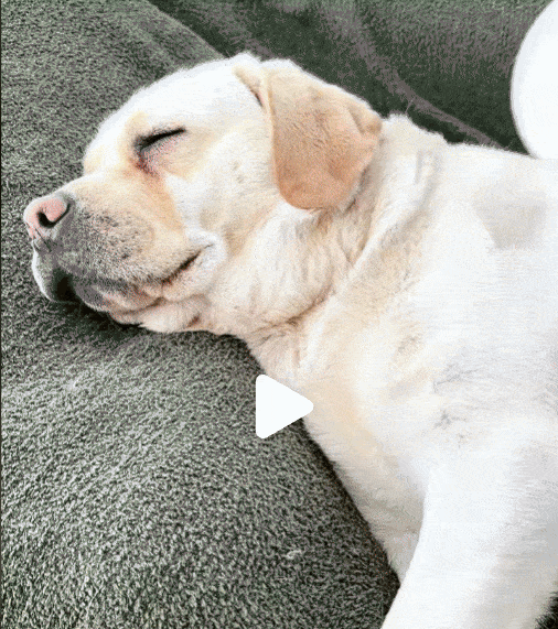 New Pet Spray Cat Comb Dog Hair