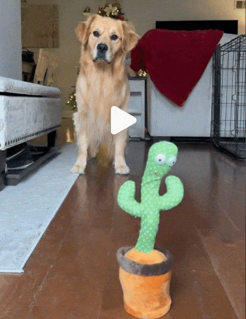 Dancing Cactus Toys