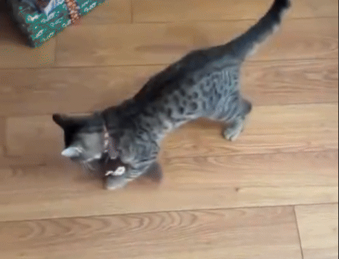 Flying Bird Cat Toy Interactive Cat