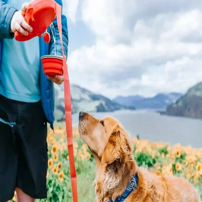 4 In 1 Retractable Kettle Dog Leash
