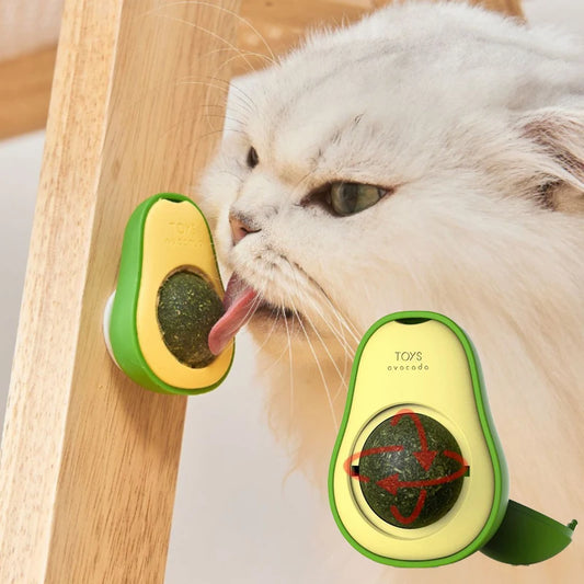 Natural Catnip Healthy