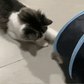 Holes Cat Tunnel Tube Funny Kitten Toys Foldable Toys For Cat I