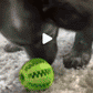 TreatTastic Ball – Play, Chew, Repeat!