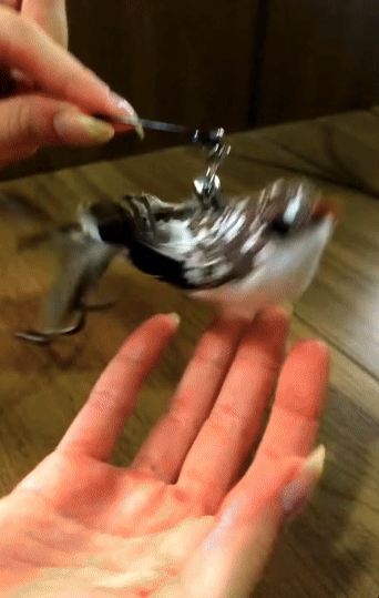 Flying Bird Toy