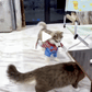 Chucky Dog Halloween Costume Fashion Funny