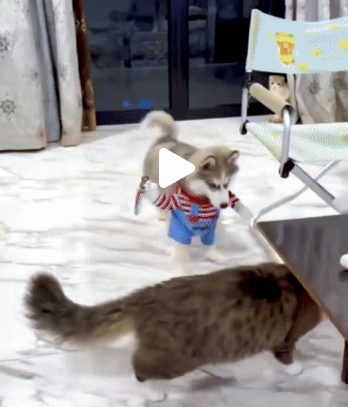 Chucky Dog Halloween Costume Fashion Funny