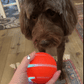 1 Interactive Pet Ball. Automatic LED Flashing Motion Toy, Perfect for Playtime